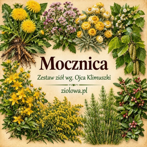 Botaniczna etykieta zestawu ziół Mocznica.jpg